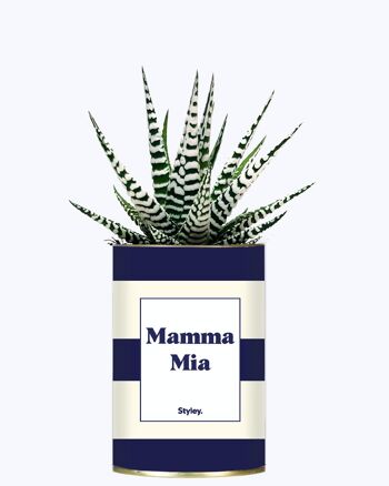 Plante Grasse - Mamma Mia 2
