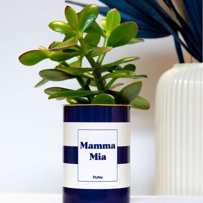 Pianta succulenta - Mamma Mia