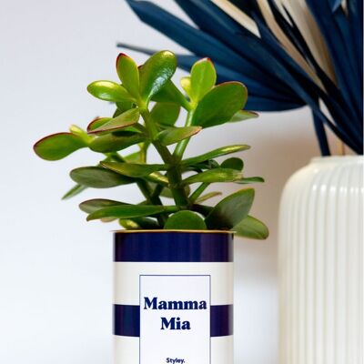 Planta Suculenta - Mamma Mia