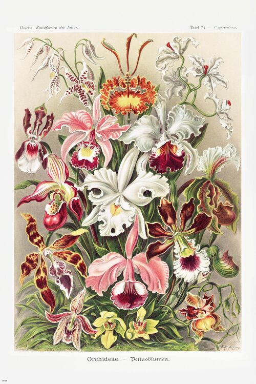 Orchideen Poster Ernst Haeckel Kunstformen der NaturTafel 74