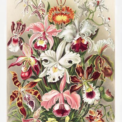 Orchideen Poster Ernst Haeckel Kunstformen der NaturTafel 74