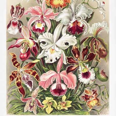 Orchideen Poster Ernst Haeckel Kunstformen der NaturTafel 74