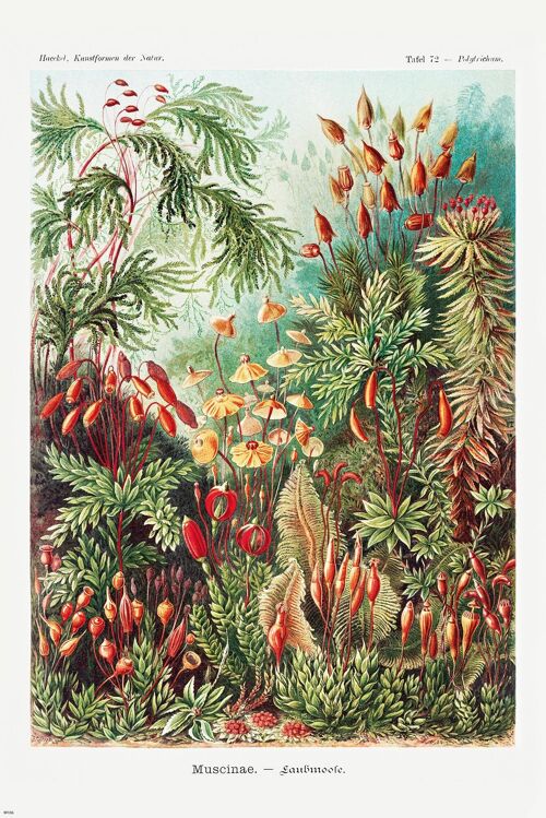 Laubmoose Poster Ernst Haeckel Kunstformen der NaturTafel 72