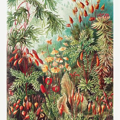 Laubmoose Poster Ernst Haeckel Kunstformen der NaturTafel 72
