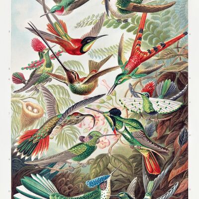 Kolibris Poster Ernst Haeckel Kunstformen der NaturTafel 99
