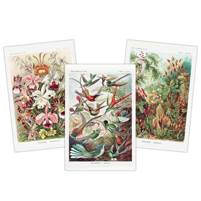 Kunstformen der Natur Poster 3er-Set Ernst Haeckel