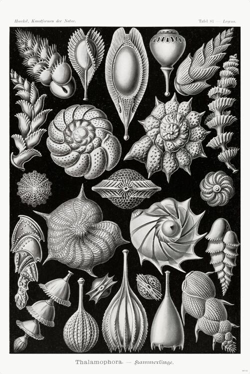 Kammerlinge Poster E. Haeckel Kunstformen der Natur Tafel 81