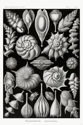 Kammerlinge Affiche E. Haeckel Art Formes de Nature Assiette 81 1