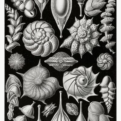 Kammerlinge Poster E. Haeckel Kunstformen der Natur Tafel 81
