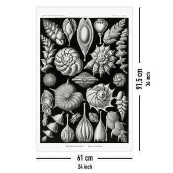 Kammerlinge Affiche E. Haeckel Art Formes de Nature Assiette 81 5