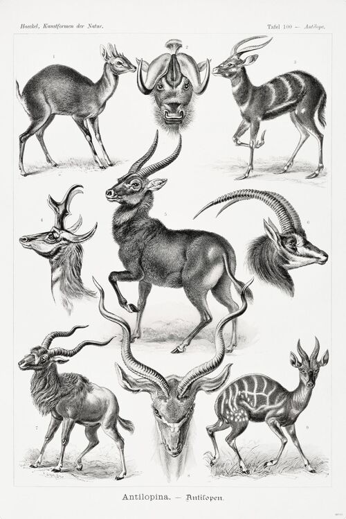Antilopen Poster Ernst Haeckel Kunstformen der Natur