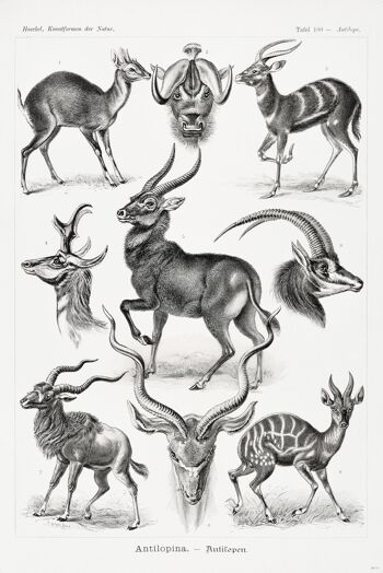 Affiche antilope Ernst Haeckel formes d'art de la nature 1