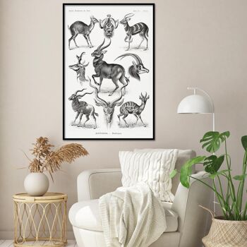 Affiche antilope Ernst Haeckel formes d'art de la nature 2