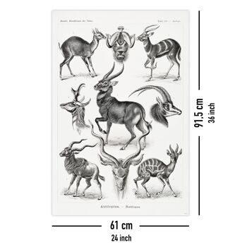 Affiche antilope Ernst Haeckel formes d'art de la nature 5