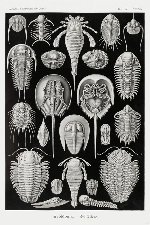 Schildtiere Poster E. Haeckel Kunstformen der Natur Tafel 47