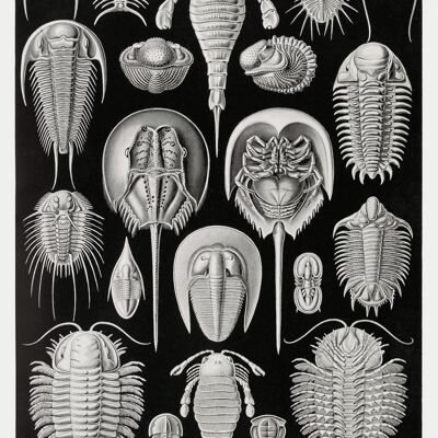 Schildtiere Poster E. Haeckel Kunstformen der Natur Tafel 47