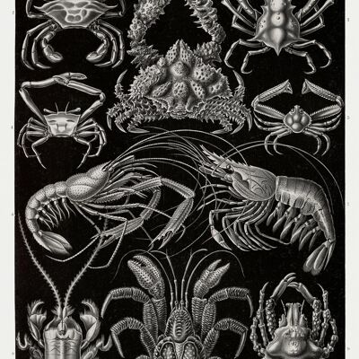 Zehnfußkrebse Poster Haeckel Kunstformen der Natur Tafel 86