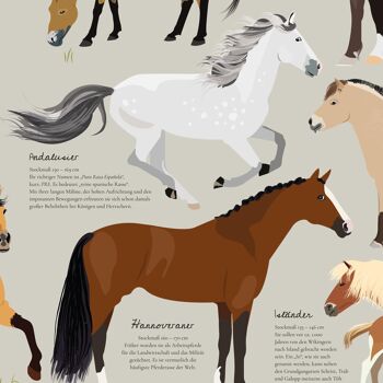 Chevaux de cette Terre Poster Les races de chevaux les plus célèbres 7