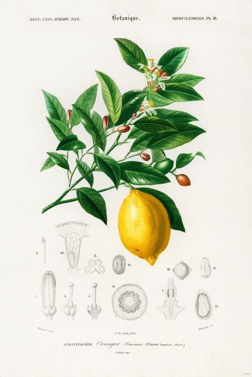 Citrus Limonium Poster Charles Dessalines dÉOrbigny