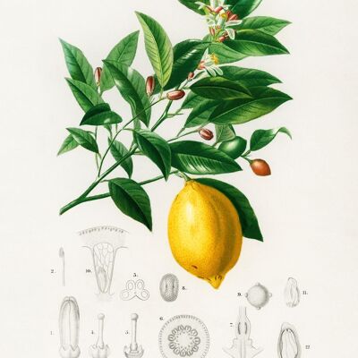 Citrus Limonium Poster Charles Dessalines dÉOrbigny