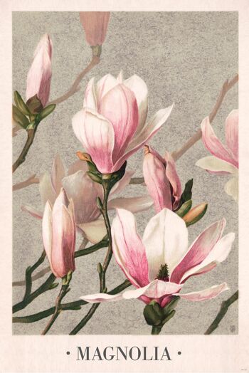 Affiche Magnolia L Prang & Cie 1886 1