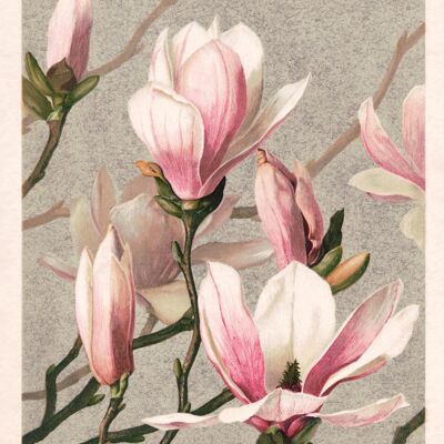 Magnolia Poster L. Prang & Co 1886
