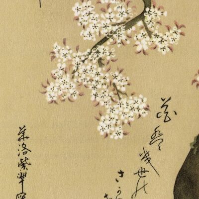 Cherry Blossom Kunstdruck Ogata Kenzan