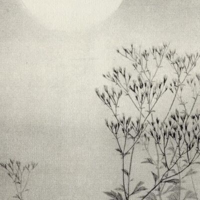 Autumn Grasses Under The Moon Kunstdruck Mori Ippo