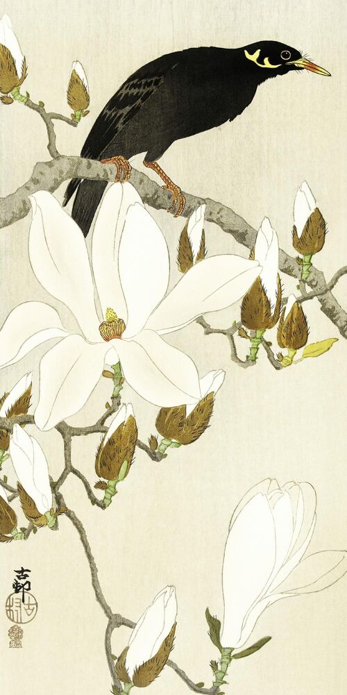 Myna On Magnolia Branch Kunstdruck Ohara Koson