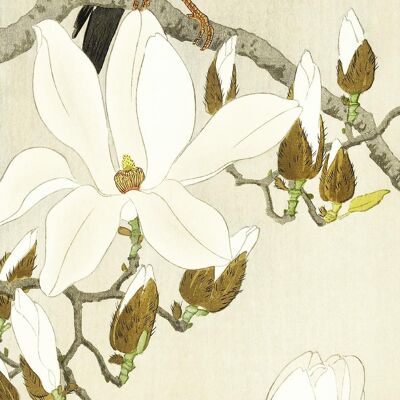 Myna On Magnolia Branch Kunstdruck Ohara Koson