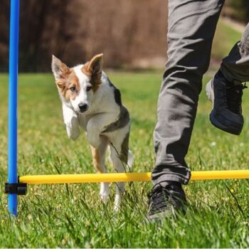 Ensemble d'agilité pour chiens - 160 cm - taille M 11