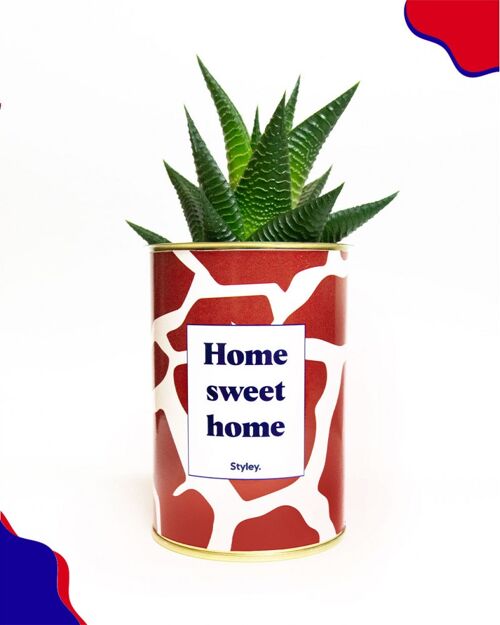 Cactus - Home sweet home