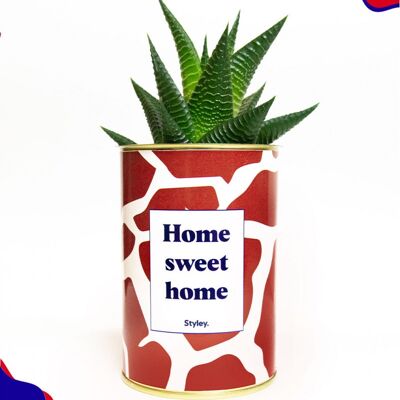 Kaktus - Zuhause süßes Zuhause