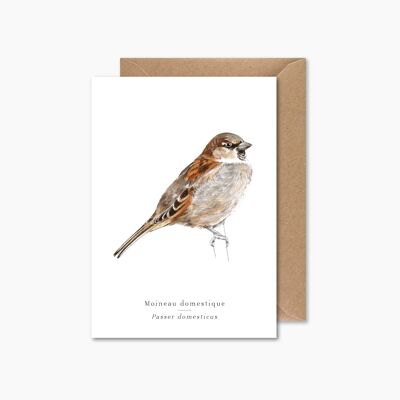 house sparrow