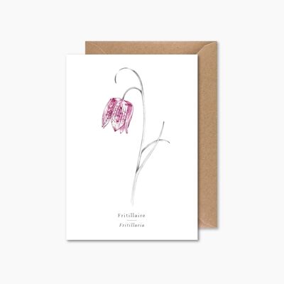 Fritillaria