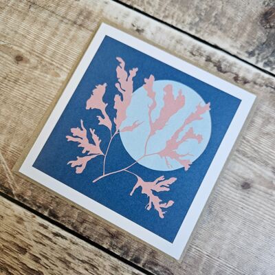 Seaweed - Blank greeting card of a coral pink coloured seaweed