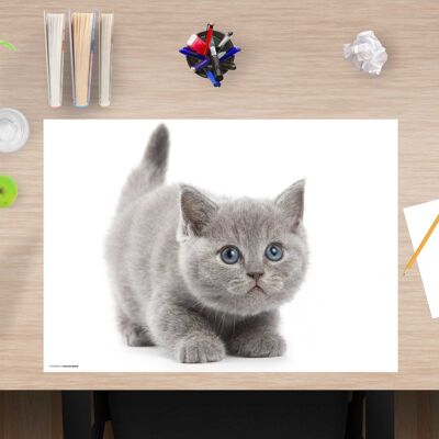 Premium Vinyl Desk Pad for Kids & Adults - Cute Gray Cat - 60 x 40 cm (BPA Free)