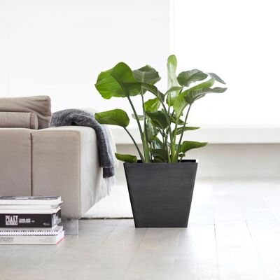 Pot Cube Anthracite L20 | Rotterdam ECOPOTS