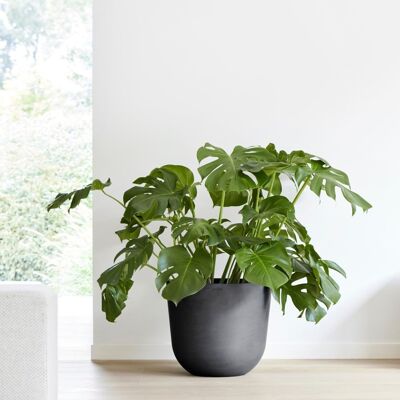 Pot Egg Anthracite Ø35 | Oslo ECOPOTS (Réserve d'eau incluse)