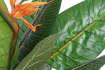 PLANTE PVC 80X80X120 STRELITZIA JA178787 3