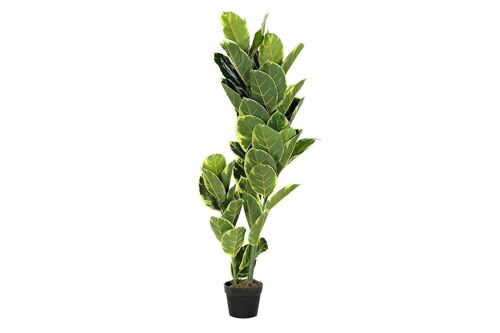 PLANTA PE 40X40X120 HEVEA VERDE JA192392