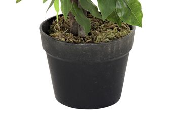 PLANTE PE 50X50X90 FICUS VERT JA192398 4