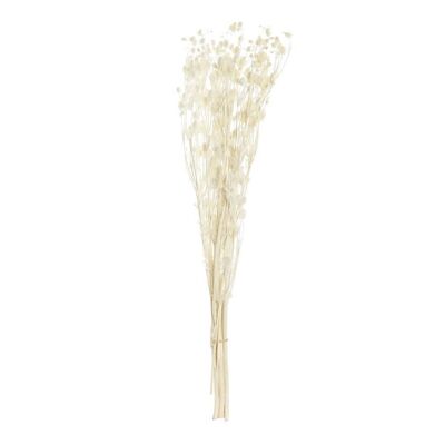 BOUQUET DI FIORI SECCHI 15X15X65 PRISTIMERA CREMA JA196535