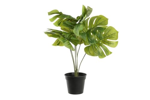 PLANTA PE PP 40X30X50 MONSTERA VERDE JA199480