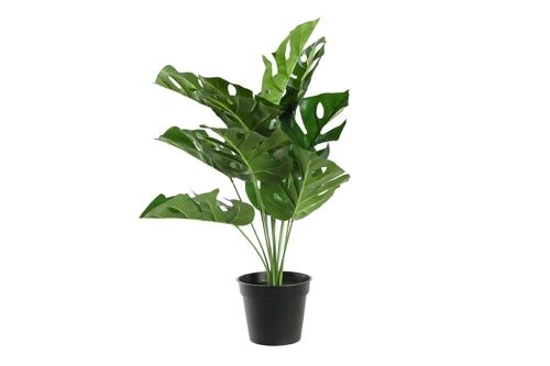 PLANTA PE PP 48X42X51 MONSTERA VERDE JA199481