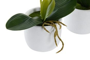 PLANTE PE CIMENT 10X10X50 ORQUIDEA 3 SURT. JA200698 3