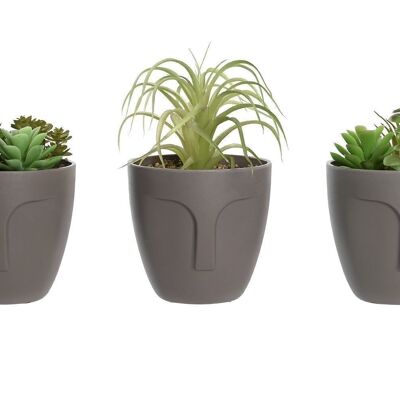 PLANT PP PE 11X11X15 FACE 3 ASSORTED. JA203689