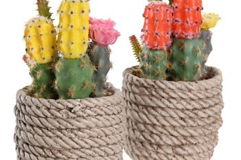 PLANTE PE EVA 9,5X9X18 CACTUS 2 ASSORTIS. JA204483 2