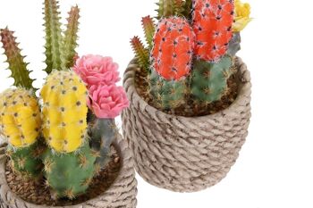 PLANTE PE EVA 9,5X9X18 CACTUS 2 ASSORTIS. JA204483 3