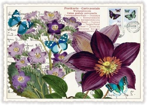 Anemone (SKU: PK899)